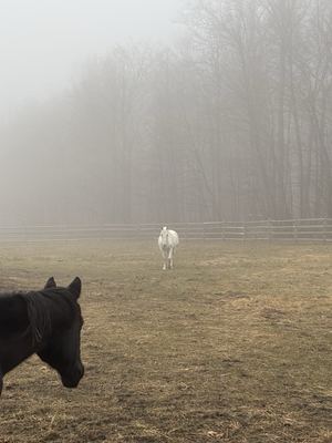 Horse in Fog